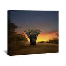 African Elephant Walking In Sunset Wall Art 57709418