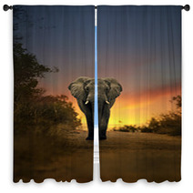 African Elephant Walking In Sunset Window Curtains 57709418