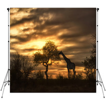 African Giraffe Walking In Sunset Backdrops 57631048