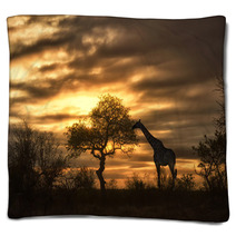 African Giraffe Walking In Sunset Blankets 57631048