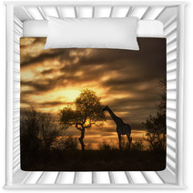 African Giraffe Walking In Sunset Nursery Decor 57631048