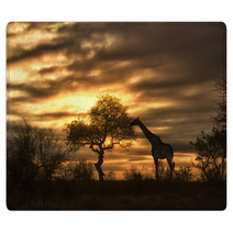 African Giraffe Walking In Sunset Rugs 57631048