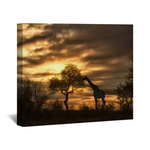 African Giraffe Walking In Sunset Wall Art 57631048