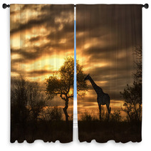 African Giraffe Walking In Sunset Window Curtains 57631048