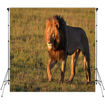 African Lion Backdrops 65396995