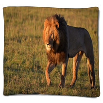 African Lion Blankets 65396995