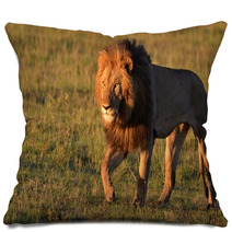 African Lion Pillows 65396995