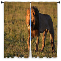 African Lion Window Curtains 65396995