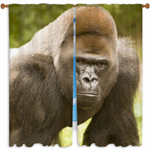 African Lowland Gorilla Window Curtains 35175606