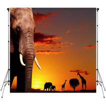 African Nature Concept Backdrops 14132001