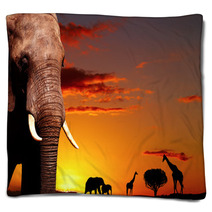 African Nature Concept Blankets 14132001
