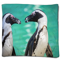 African Penguin Or Jackass Penguin (Spheniscus Demersus) Blankets 64035578