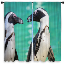 African Penguin Or Jackass Penguin (Spheniscus Demersus) Window Curtains 64035578