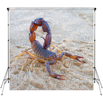 Aggressive Scorpion Backdrops 41857844