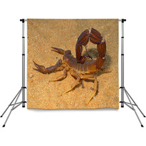 Aggressive Scorpion, Kalahari Desert Backdrops 71078064