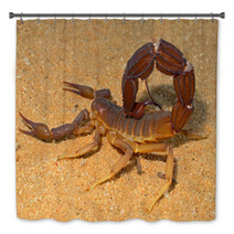 Aggressive Scorpion, Kalahari Desert Bath Decor 71078064