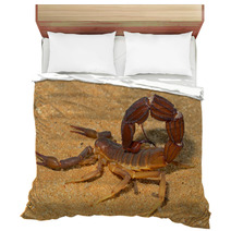 Aggressive Scorpion, Kalahari Desert Bedding 71078064