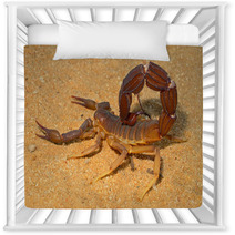 Aggressive Scorpion, Kalahari Desert Nursery Decor 71078064