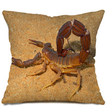 Aggressive Scorpion, Kalahari Desert Pillows 71078064