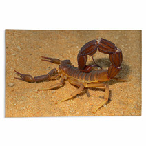 Aggressive Scorpion, Kalahari Desert Rugs 71078064