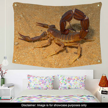 Aggressive Scorpion, Kalahari Desert Wall Art 71078064