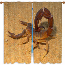 Aggressive Scorpion, Kalahari Desert Window Curtains 71078064