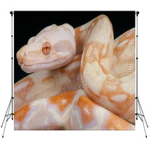 Albino Snake / Boa Constrictor Backdrops 65746787
