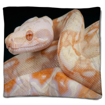 Albino Snake / Boa Constrictor Blankets 65746787