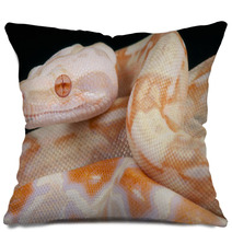 Albino Snake / Boa Constrictor Pillows 65746787