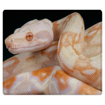 Albino Snake / Boa Constrictor Rugs 65746787