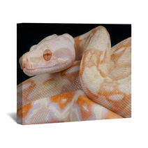 Albino Snake / Boa Constrictor Wall Art 65746787