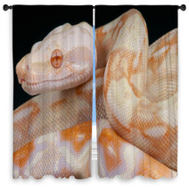 Albino Snake / Boa Constrictor Window Curtains 65746787