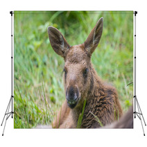 Alces Alces - Moose - Baby Animal Backdrops 67172611