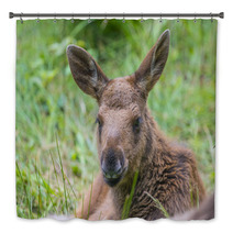 Alces Alces - Moose - Baby Animal Bath Decor 67172611