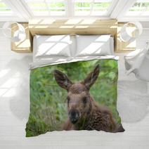 Alces Alces - Moose - Baby Animal Bedding 67172611