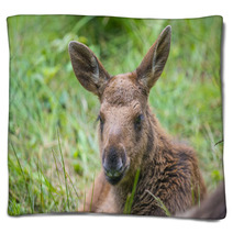Alces Alces - Moose - Baby Animal Blankets 67172611