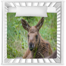 Alces Alces - Moose - Baby Animal Nursery Decor 67172611
