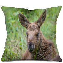 Alces Alces - Moose - Baby Animal Pillows 67172611