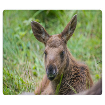 Alces Alces - Moose - Baby Animal Rugs 67172611