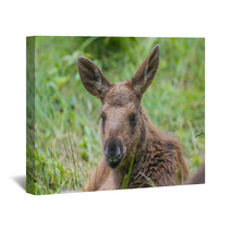 Alces Alces - Moose - Baby Animal Wall Art 67172611