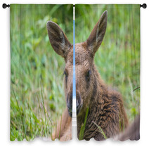 Alces Alces - Moose - Baby Animal Window Curtains 67172611