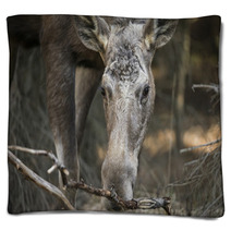 Alces Alces - Moose Blankets 63314285