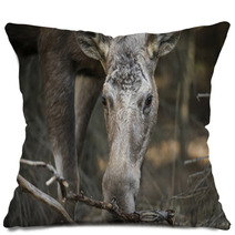 Alces Alces - Moose Pillows 63314285