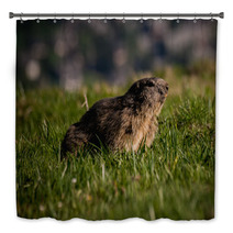 Alpine Marmot Marmota Marmota Looking Forward, This Animal Is Found In Mountainous Areas Of Central And Southern Europe Bath Decor 85595312