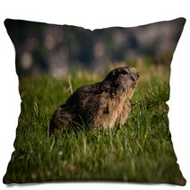 Alpine Marmot Marmota Marmota Looking Forward, This Animal Is Found In Mountainous Areas Of Central And Southern Europe Pillows 85595312