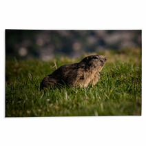 Alpine Marmot Marmota Marmota Looking Forward, This Animal Is Found In Mountainous Areas Of Central And Southern Europe Rugs 85595312