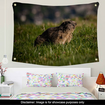 Alpine Marmot Marmota Marmota Looking Forward, This Animal Is Found In Mountainous Areas Of Central And Southern Europe Wall Art 85595312