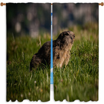 Alpine Marmot Marmota Marmota Looking Forward, This Animal Is Found In Mountainous Areas Of Central And Southern Europe Window Curtains 85595312