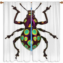 Amazing Exotic Weevil Pachyrhynchus Gemmatus Window Curtains 62795852