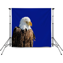 American Bald Eagle Backdrops 60553654